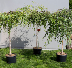 bereza-yunga-